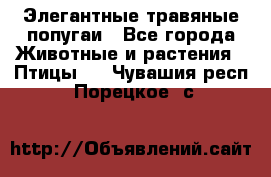 Элегантные травяные попугаи - Все города Животные и растения » Птицы   . Чувашия респ.,Порецкое. с.